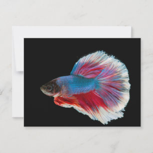 Blå, Rosa och vit bettafisk Vykort
