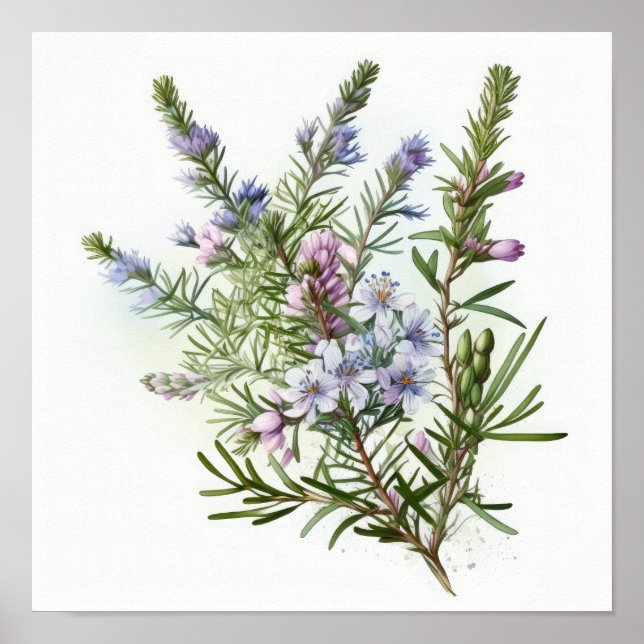 Blå Rosemary Blommor Konsttryck Poster (Framsidan)