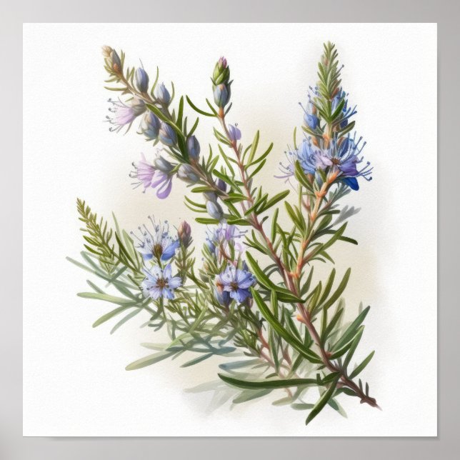 Blå Rosemary Flowers Art Print Poster (Framsidan)