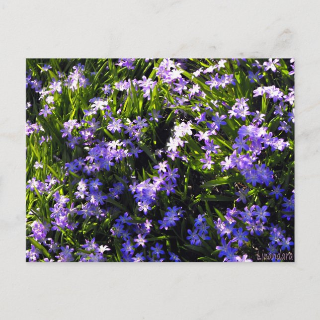Blå Scilla Vårblommor Vykort (Framsida)