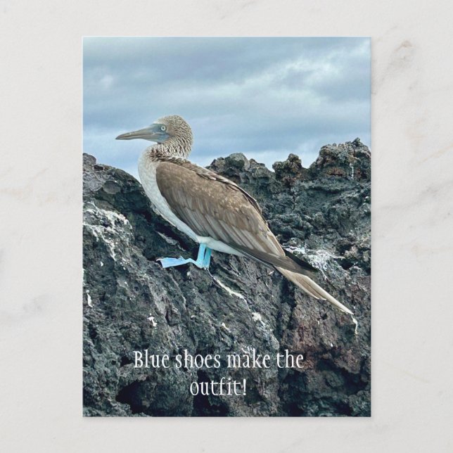 Blå Skor Fågel Vykort (Framsida)