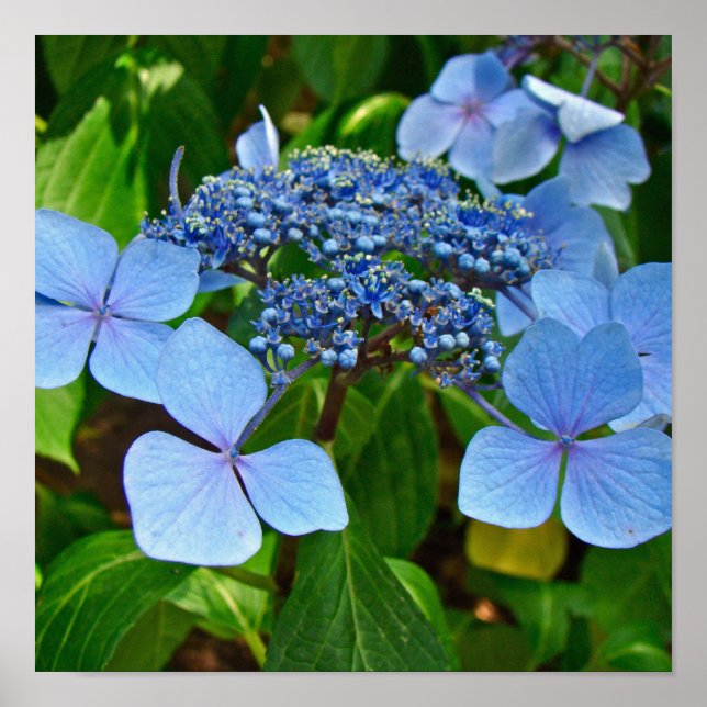 Blå slöja hortensia - Poster (Framsidan)