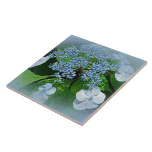 Blå Snöre Cap Hydrangea Flowers Kakelplatta