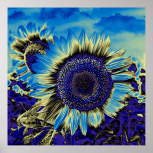 Blå solros poster