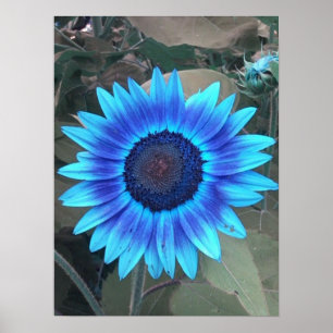 Blå solrosPoster Poster