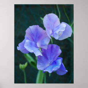 Blå sötpea Blommor Poster