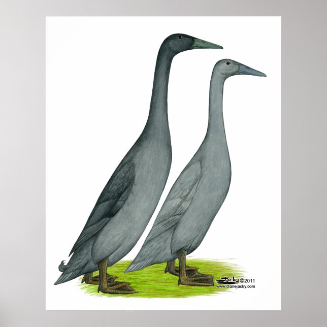 Blå Springer Anka Poster (Framsidan)