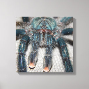 blå tarantula canvastryck