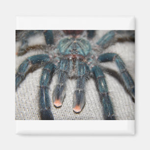 blå tarantula magnet