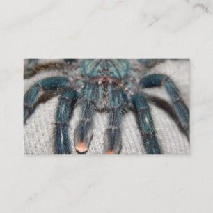 blå tarantula visitkort