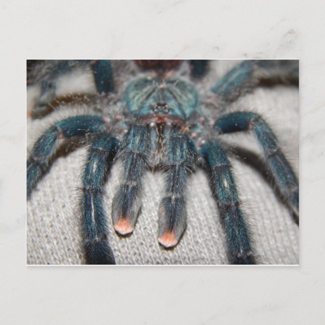 blå tarantula vykort (Framsida)