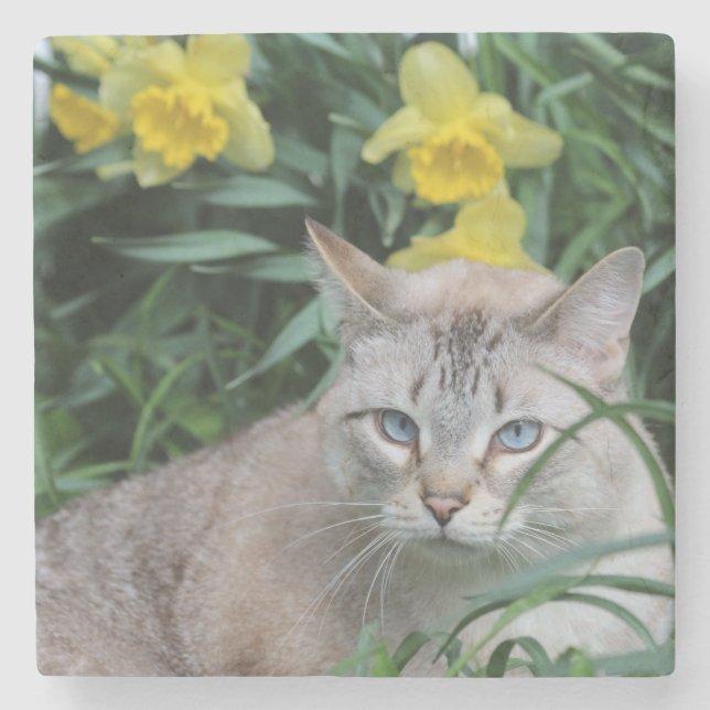 Blå Tipp Siamese och påskliljor Underlägg Sten (Framsidan)
