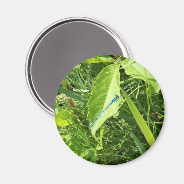 Blå Trollslända Magnet (Front/Back)