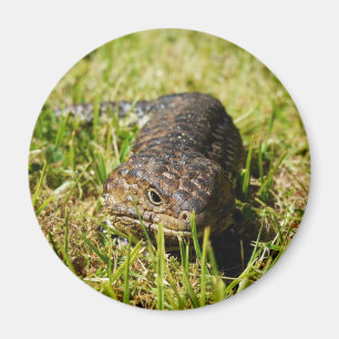 Blå Tunga-ödlor som gräs. Magnet