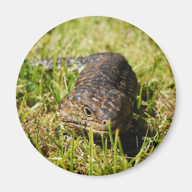 Blå Tunga-ödlor som gräs. Magnet (Framsidan)