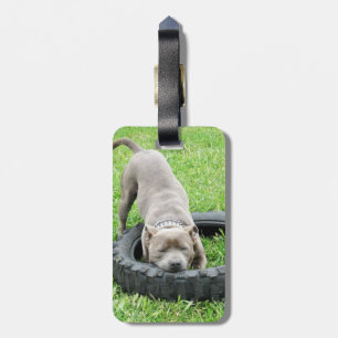 Blå ung Staffordshire Bull Terrier, Bagagebricka