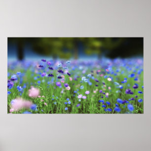 Blå utskrift av kornblomma poster