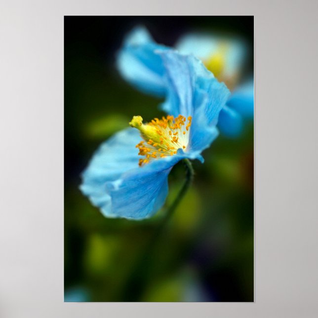Blå vallmoblomma Poster (Framsidan)