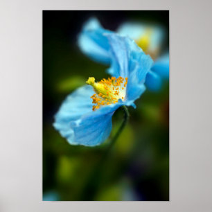 Blå vallmoblomma Poster
