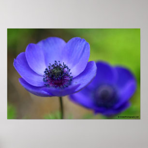 Blå vallmoblommor poster