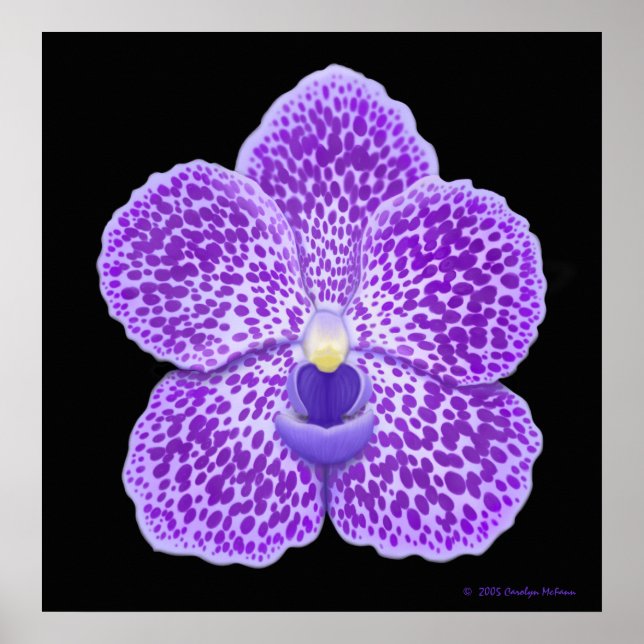 Blå Vanda Orchid Bloom Skriv ut Poster (Framsidan)