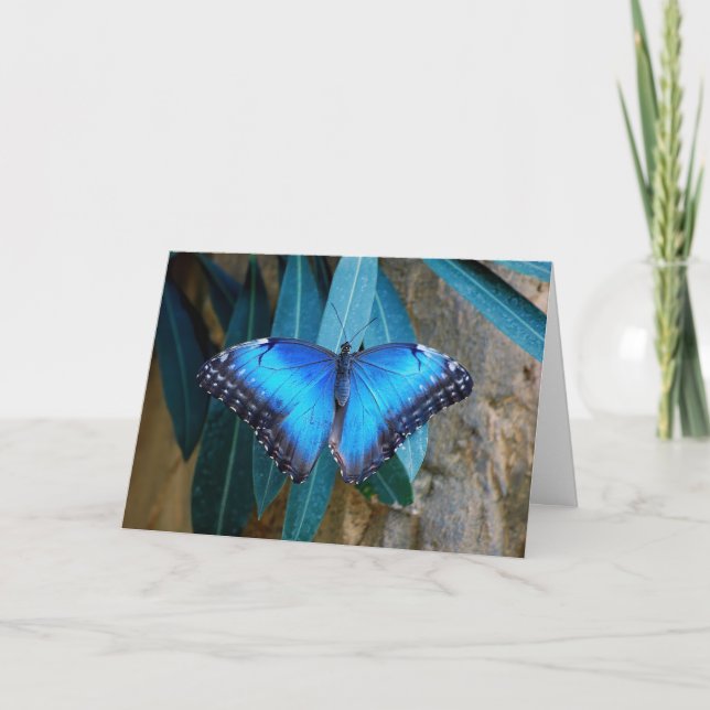 Blå vanlig Morpho-fjäril  Kort (Framsida)