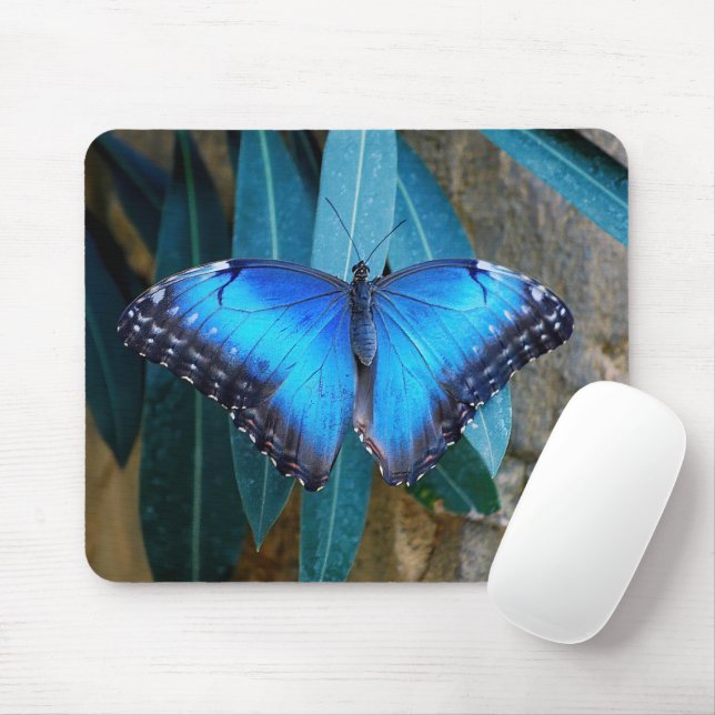 Blå vanlig Morpho-fjäril  Musmatta (Med mus)