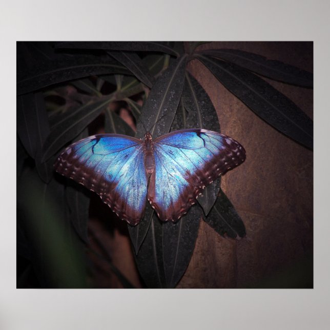 Blå vanlig morpho-fjäril poster (Framsidan)