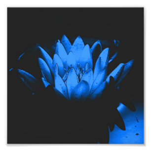 Blå Vatten Lily Lotus Flower Abstrakt 8x8 Fototryck