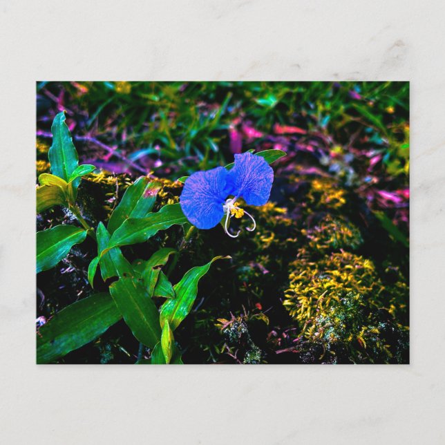 Blå vildblomma närbild med gröna blad vykort (Framsida)