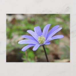 Blå vindblomma vykort