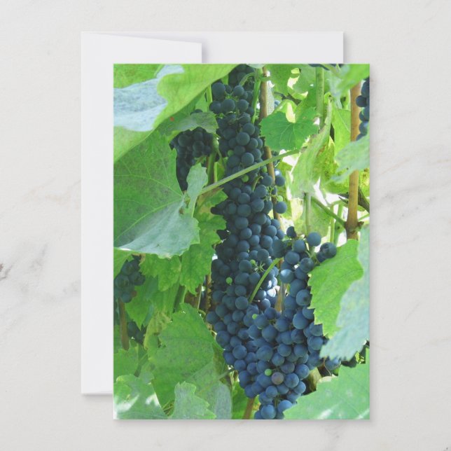 Blå vindruvor inbjudningar (Framsida)