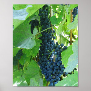 Blå vindruvor poster