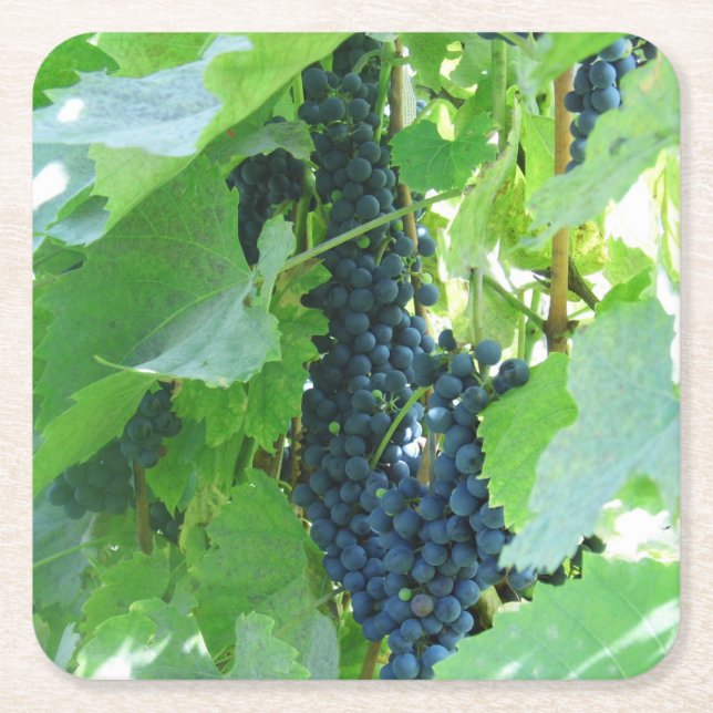Blå vindruvor underlägg papper kvadrat (Framsidan)