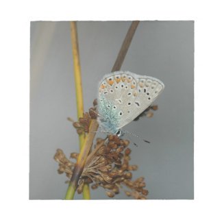 Blå vit Orange med Black Spots Butterfly Anteckningsblock