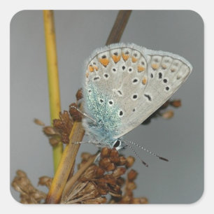 Blå vit Orange med Black Spots Butterfly Fyrkantigt Klistermärke