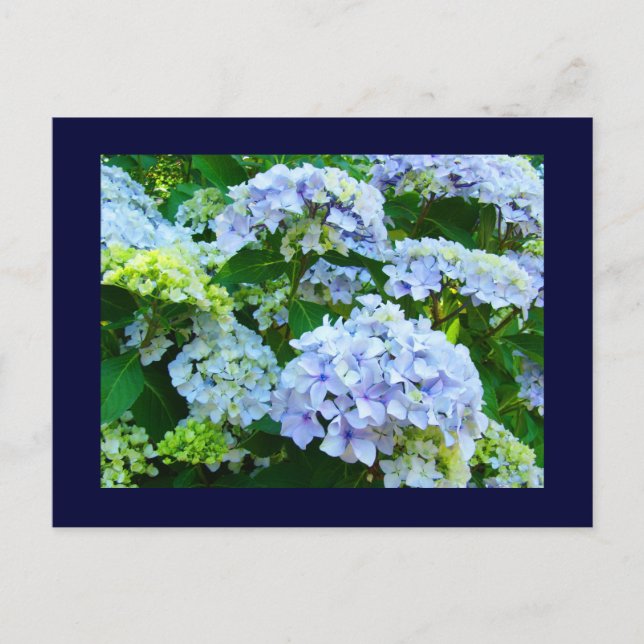 Blå vykort Florala Trädgårdar Sommar Hortensior (Framsida)