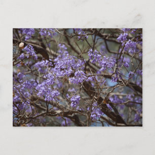 Blåa blommor av ett jakarandaträd vykort