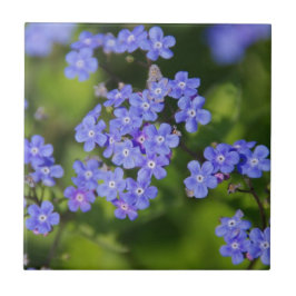 Blåa blommor Blommar Destiny Peace Kärlek Park Vin Kakelplatta