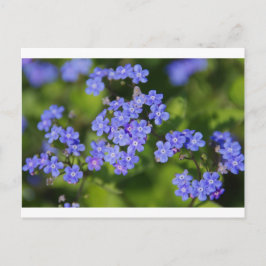Blåa blommor Blommar Destiny Peace Kärlek Park Vin Vykort