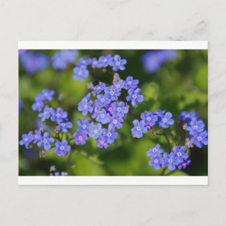 Blåa blommor Blommar Destiny Peace Kärlek Park Vin Vykort