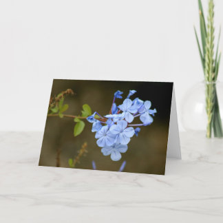Blåa blommor kort