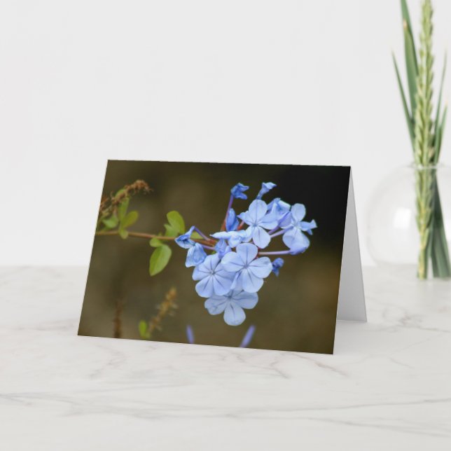 Blåa blommor kort (Framsida)