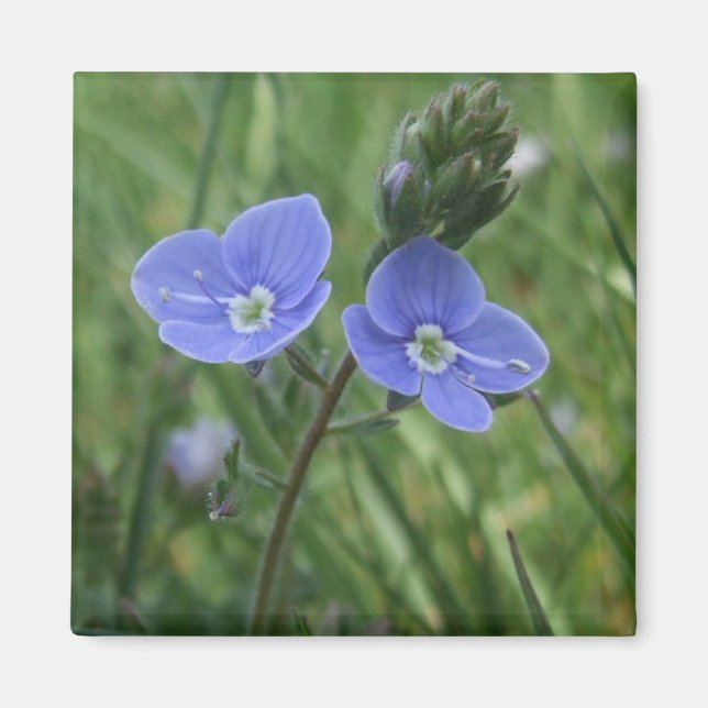 Blåa blommor Magnet (Framsidan)