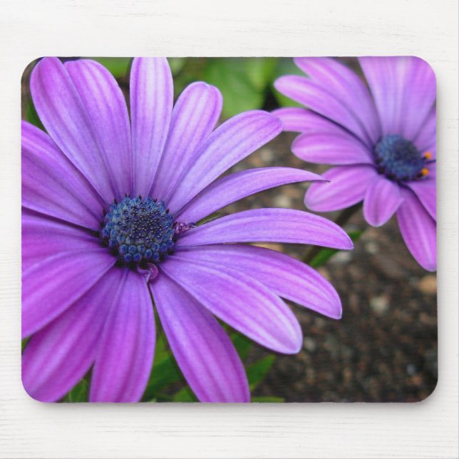 Blåa blommor Mousepad Daisy Computer Gifts Musmatta (Framsidan)