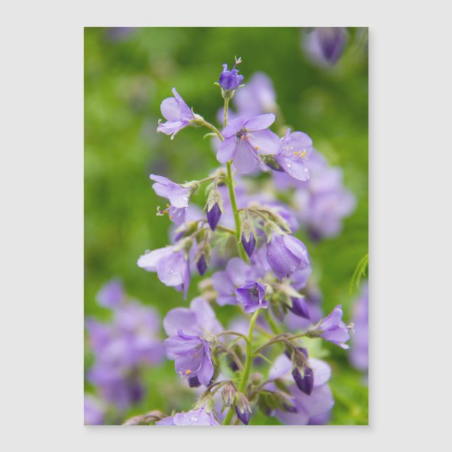 Blåa blommor på grönten fält i vår (Framsida)
