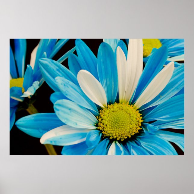 Blåa blommor Poster (Framsidan)