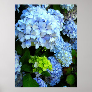 Blåa blommor poster