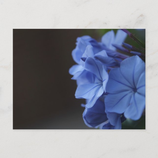Blåa blommor vykort (Framsida)