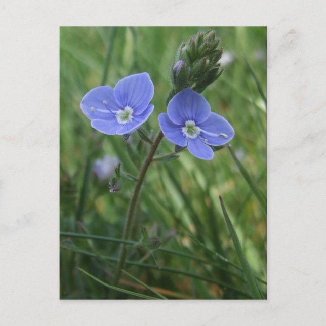 Blåa blommor vykort (Framsida)